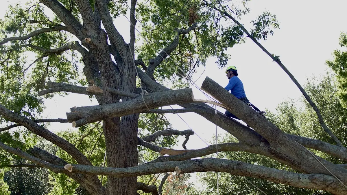 Professional Hazardous Tree Removal performed by certified arborists in Oldham